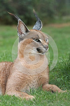 Lynx or Caracal Wild Cat photo