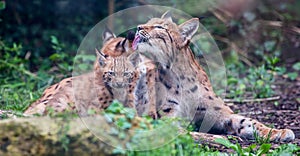 Lynx cat with kittens