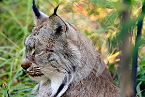 Lynx close up Portrait