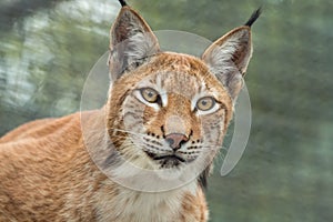 Lynx, close-up portrait. Wild animals