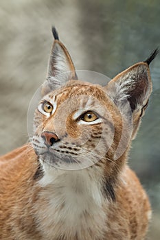 Lynx, close-up portrait. Wild animals