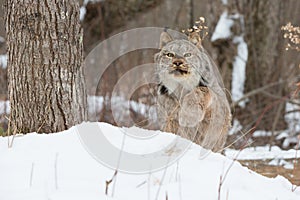Lynx closing in on prey