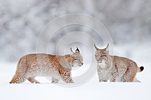 Lynx in cold condition. Snowy forest with beautiful animals, wild cats, Germany. Two Eurasian Lynx running, in the forest with