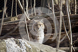 Lynx cub