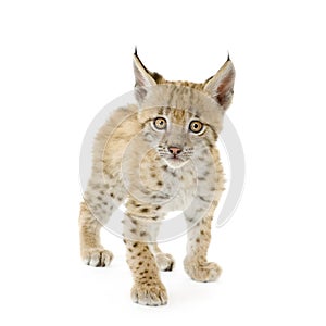 Lynx cub (2 mounths) photo