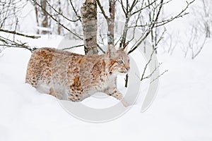 Lynx cub cat walks in the cold and magnificent winter forest