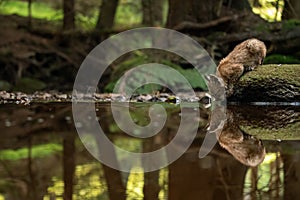 Lynx cub drinking from forest stream with reflection in the water