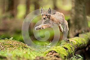Lynx cub jumpping from fallen mossy tree trunk. Action animal shot. Frozen jump. photo