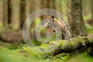 Lynx cub jumpping from fallen mossy tree trunk photo