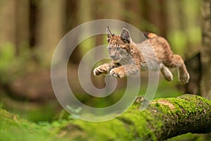 Lynx cub jumpping from fallen mossy tree trunk. Lynx lyynx. photo