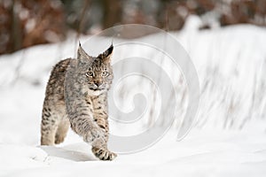 Lynx cub running in the winter. Snow wildlife with big cat. Europen predator in the cold season.