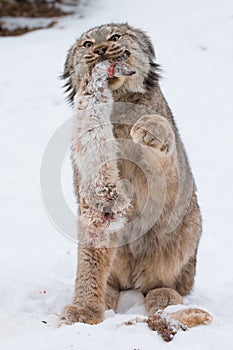 Lynx defending his kill photo