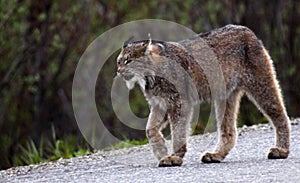Lynx in Denali National Park