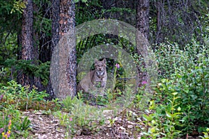 A lynx at Denali National Park