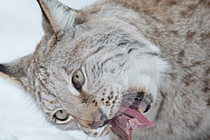Lynx Eating