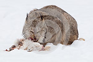 Lynx eating a rabbit
