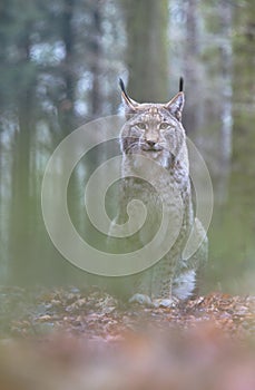 Lynx, Eurasian Lynx, Lynx lynx