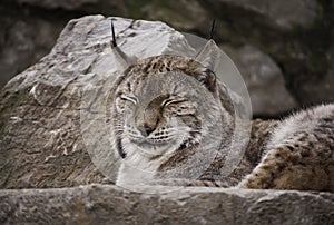 Lynx Eurasian snooze photo