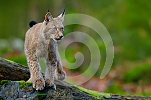 Lynx, eurasian wild cat walking on green moss stone with green forest in background, animal in the nature habitat, Germany