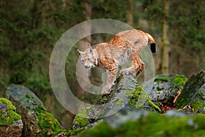 Lynx, Eurasian wild cat walking on green moss stone with green forest in background. Beautiful animal in the nature habitat