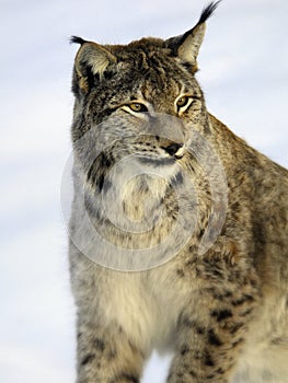 Lynx, European