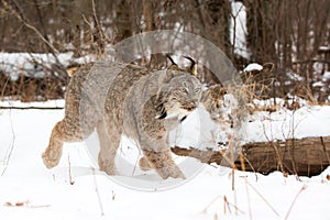 Lynx exploring the forest