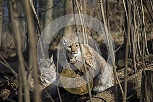 Lynx family on sunshine