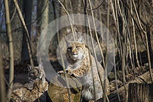 Lynx family on sunshine