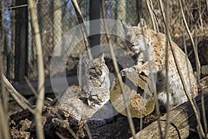 Lynx family on sunshine