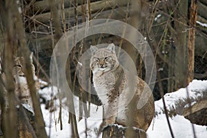 Lynx family in winter