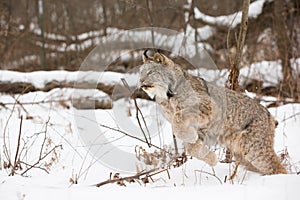 Lynx fixing to leap photo