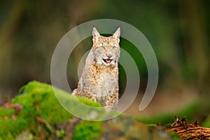 Lynx in the forest. Sitting Eurasian wild cat on green mossy stone, green in background. Wild cat in ther nature