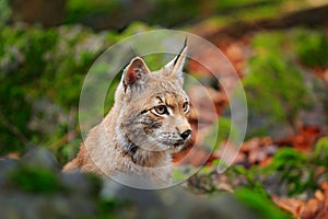 Lynx in the forest. Sitting Eurasian wild cat on green mossy stone, green in background. Wild cat in ther nature habitat, Czech,