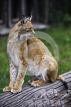 Lynx in the forest. Sitting Eurasian wild cat on green mossy stone, green in background. Wild cat in ther nature habitat, Sweden