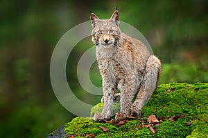 Lynx in the forest. Sitting Eurasian wild cat on green mossy stone, green in background. Wild lynx in the nature habitat, Germany,