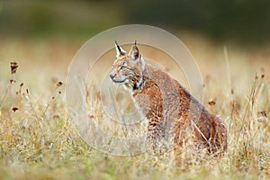 Lynx in the forest. Walking Eurasian wild cat on green mossy stone, green trees in background. Wild cat in nature habitat, Czech,