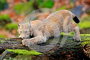 Lynx in the forest. Walking Eurasian wild cat on green mossy stone, green trees in background. Wild cat in nature habitat, Czech,