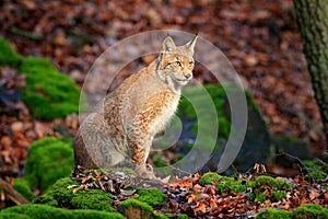 Lynx in the forest. Walking Eurasian wild cat on green mossy stone, green trees in background. Wild cat in nature habitat, Czech,