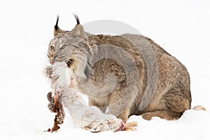 Lynx with freshly killed snow shoe hare