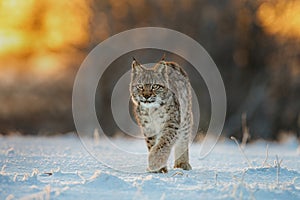 Lynx at frosty sunrise. Young Eurasian lynx, Lynx lynx, walks in snow in cold morning. Beautiful wild cat in winter nature.