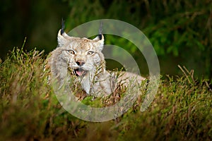 Lynx in green forest. Wildlife scene from nature. Walking Eurasian lynx, animal behaviour in habitat. Wild cat from Germany. Wild