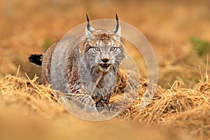 Lynx in green forest. Wildlife scene from nature. Walking Eurasian lynx, animal behaviour in habitat. Wild cat from Germany. Wild