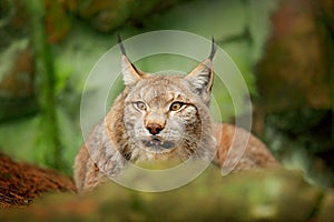 Lynx in green forest. Wildlife scene from nature. Walking Eurasian lynx, animal behaviour in habitat. Wild cat from Germany. Wild