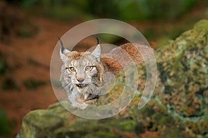 Lynx in green forest. Wildlife scene from nature. Walking Eurasian lynx, animal behaviour in habitat. Wild cat from Germany. Wild