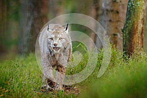 Lynx in green forest. Wildlife scene from nature. Walking Eurasian lynx, animal behaviour in habitat. Wild cat from Germany. Wild