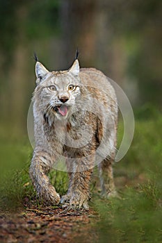 Lynx in green forest. Wildlife scene from nature. Walking Eurasian lynx, animal behaviour in habitat. Wild cat from Germany. Wild