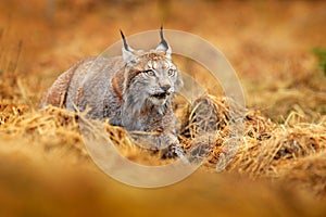 Lynx in green forest. Wildlife scene from nature. Walking Eurasian lynx, animal behaviour in habitat. Wild cat from Germany. Wild