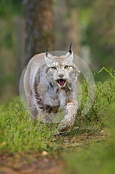 Lynx in green forest. Wildlife scene from nature. Walking Eurasian lynx, animal behaviour in habitat. Wild cat from Germany. Wild