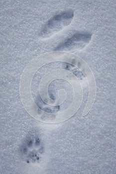 Lynx and hare paw marks on the snow