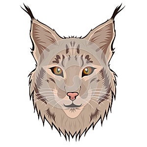 Lynx head isolated on a white background. Vector graphics